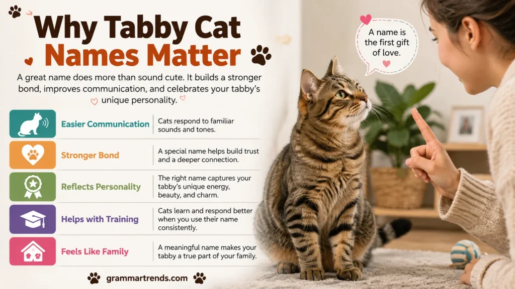Why Tabby Cat Names Matter